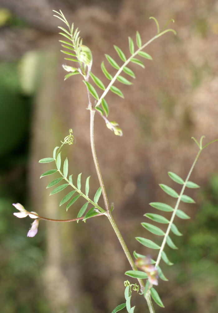 Flore de la Corse