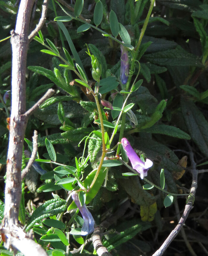 Flore de la Corse