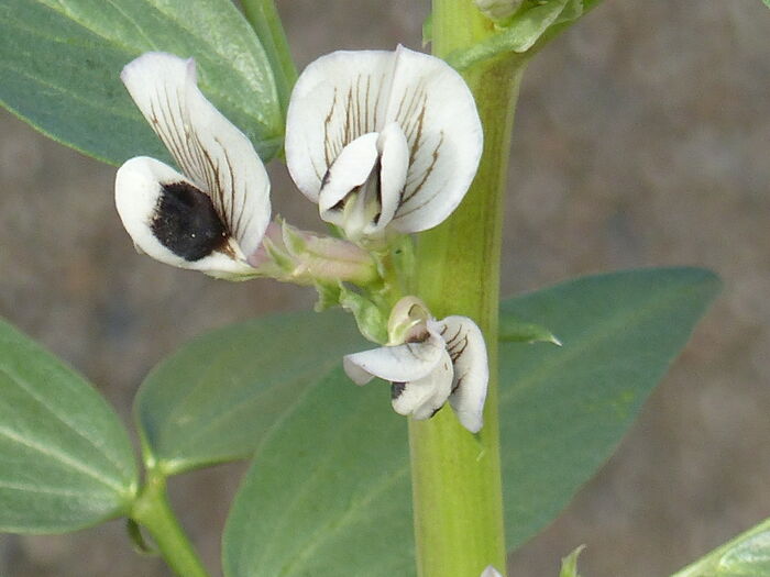 Flore de la Corse