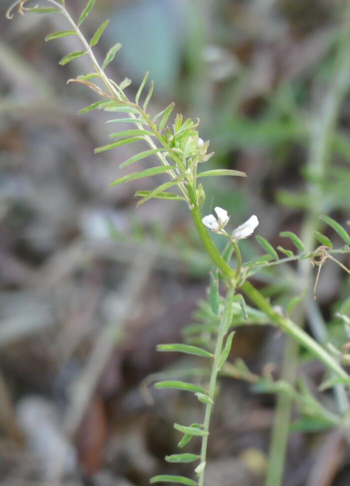 Flore de la Corse