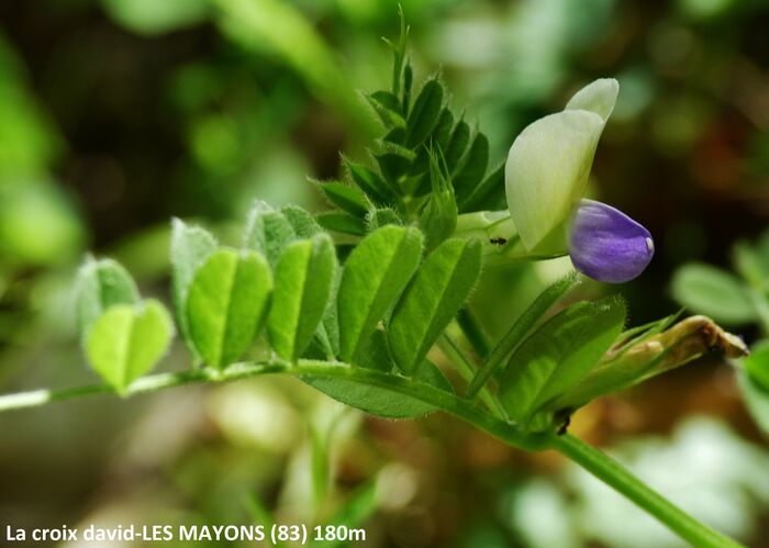 Flore de la Corse