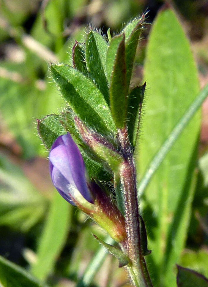 Flore de la Corse