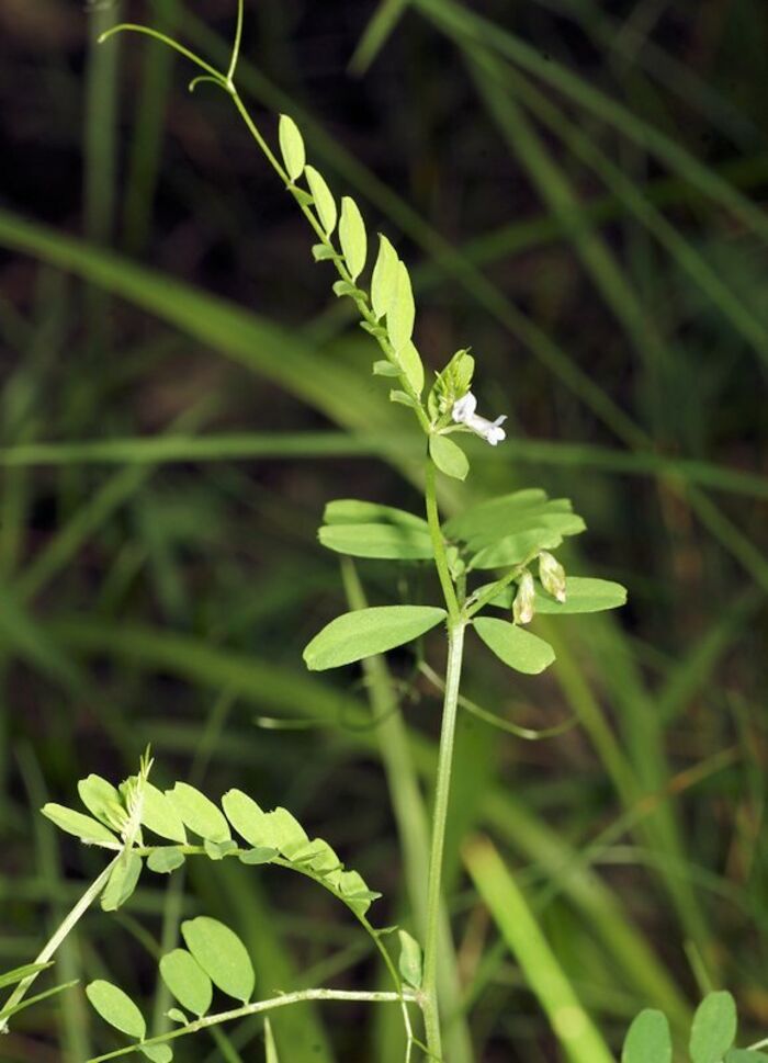 Flore de la Corse