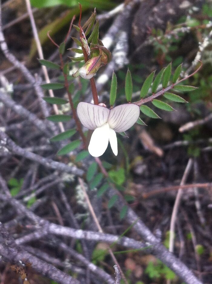 Flore de la Corse