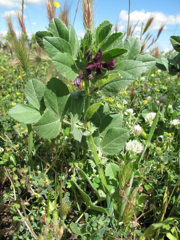 Flore de la Corse