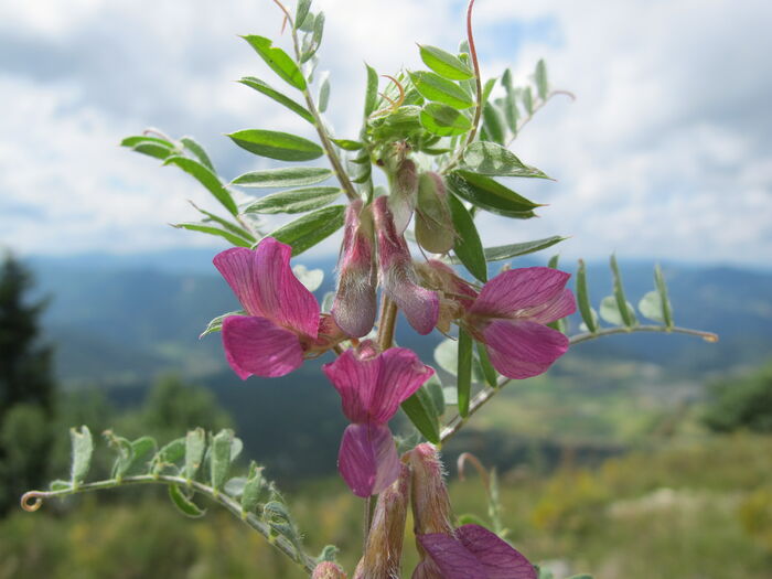 Flore de la Corse