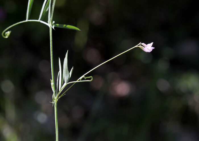 Flore de la Corse