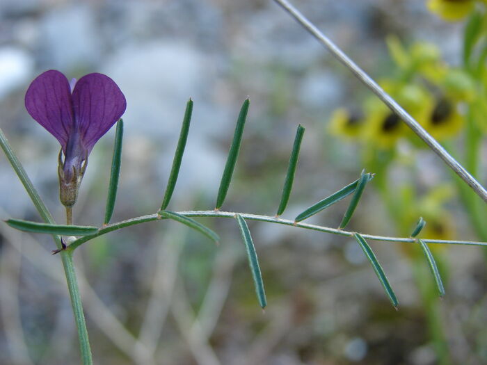 Flore de la Corse