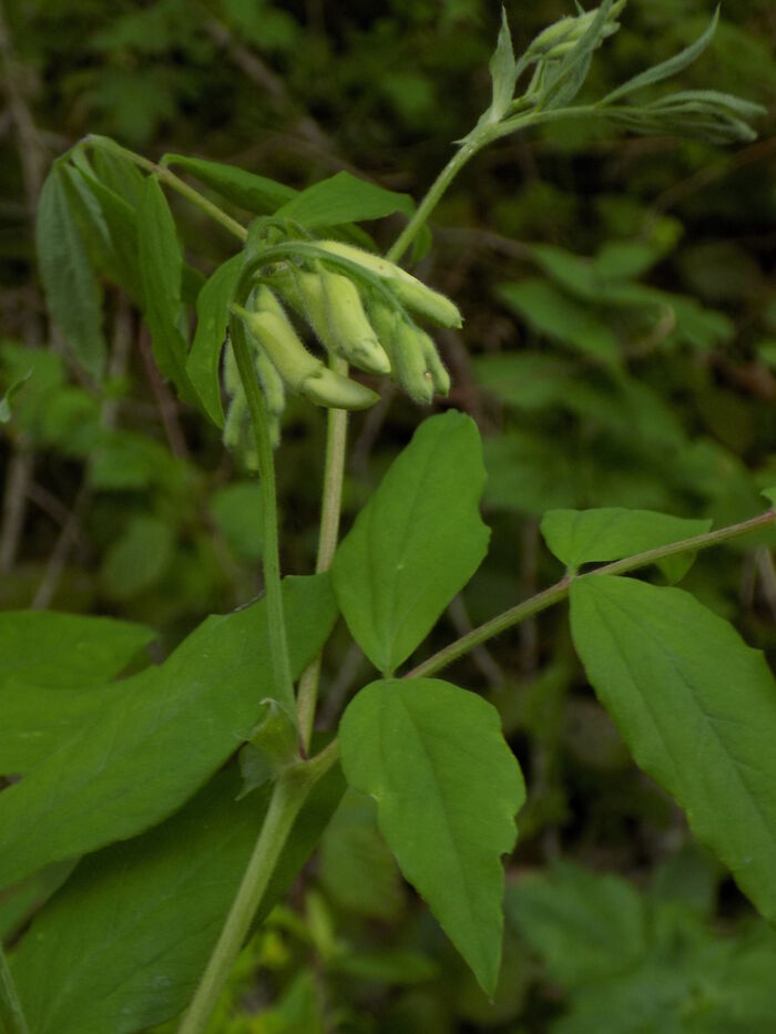 Flore de la Corse