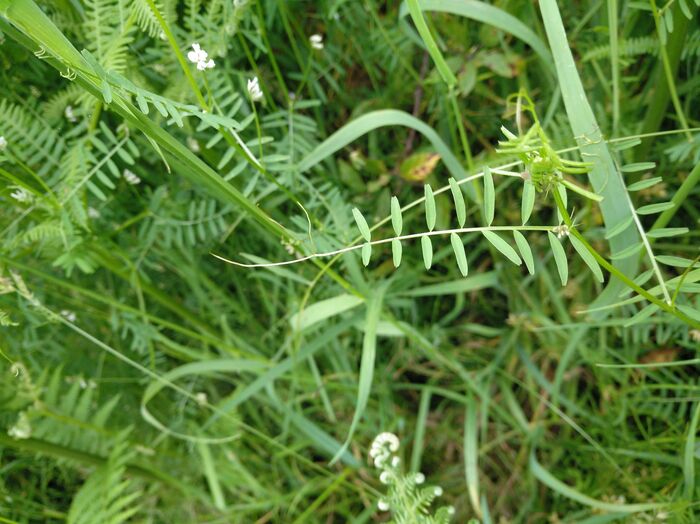 Flore de la Corse