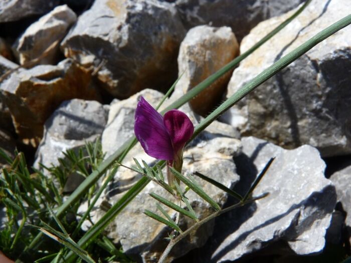 Flore de la Corse