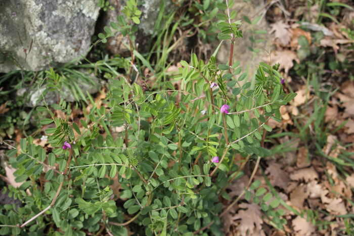 Flore de la Corse