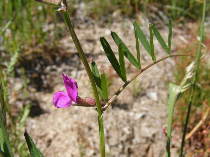 Flore de la Corse