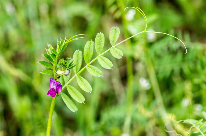 Flore de la Corse