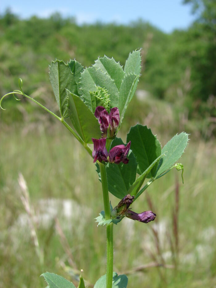 Flore de la Corse