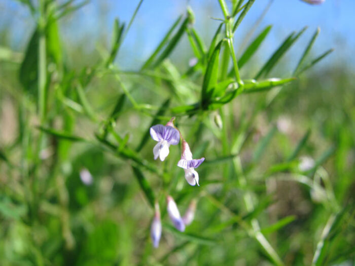 Flore de la Corse