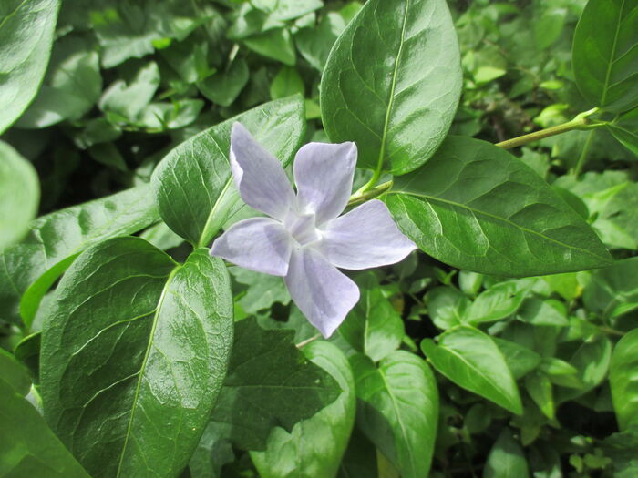 Flore de la Corse