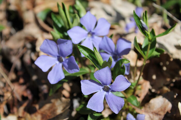 Flore de la Corse