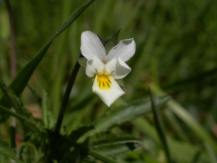 Flore de la Corse