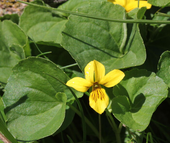 Flore de la Corse