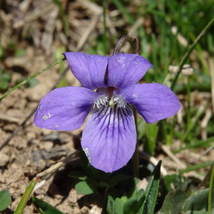 Flore de la Corse