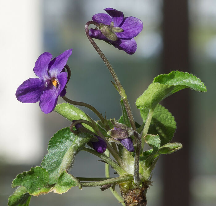 Flore de la Corse