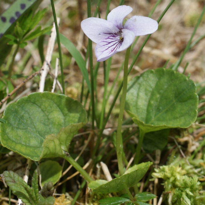 Flore de la Corse