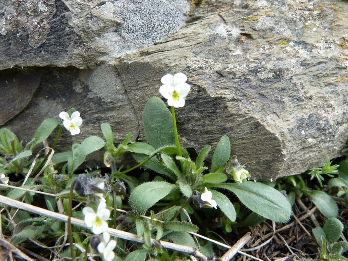 Flore de la Corse