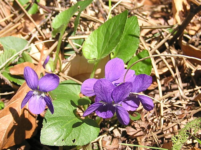 Flore de la Corse