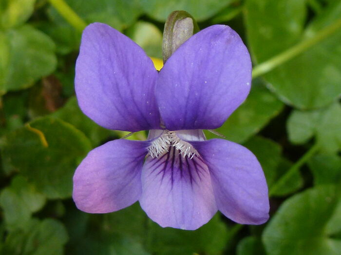 Flore de la Corse