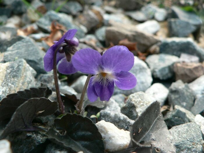 Flore de la Corse