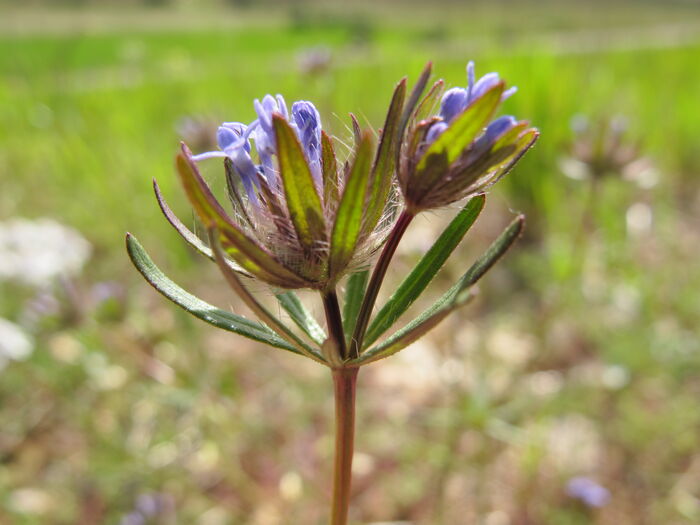 Flore de la Corse