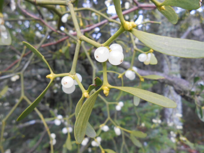 Flore de la Corse