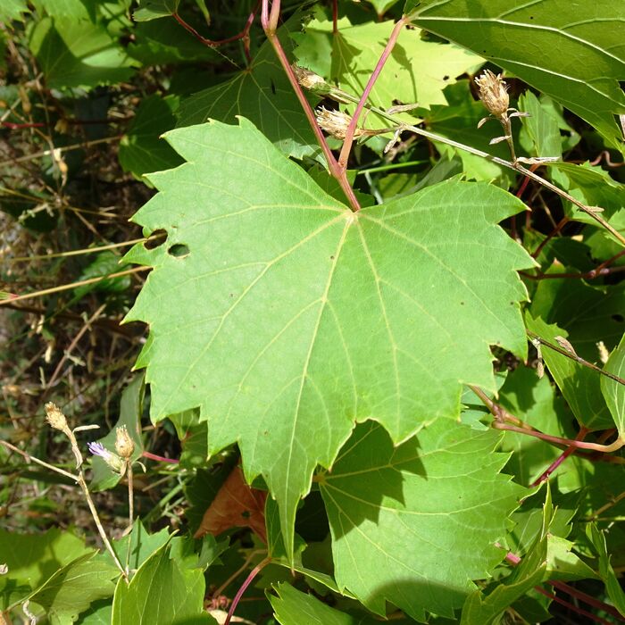 Flore de la Corse