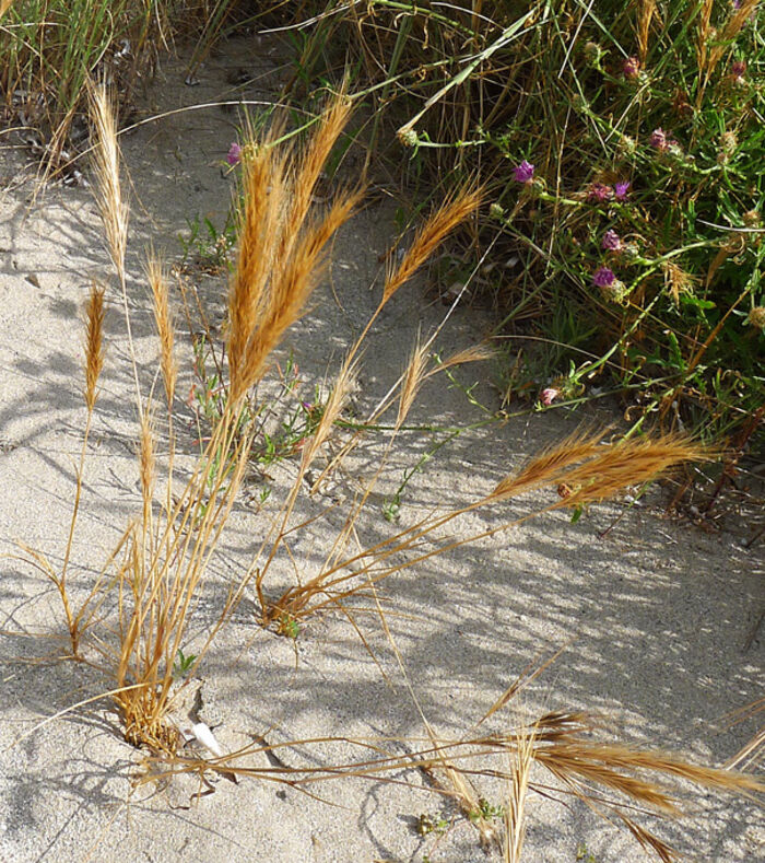 Flore de la Corse