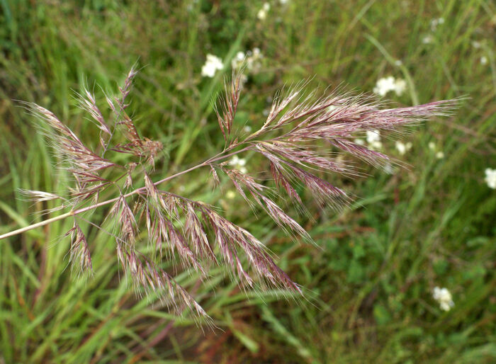 Flore de la Corse