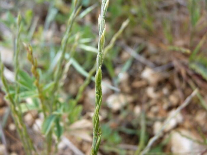 Flore de la Corse