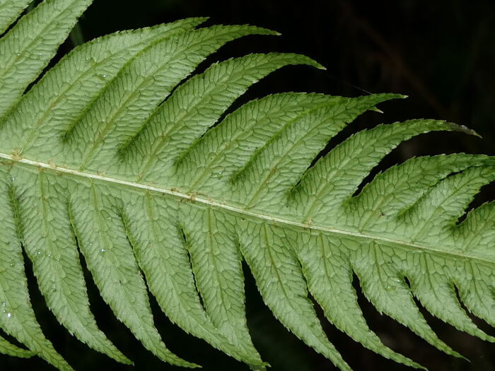 Flore de la Corse