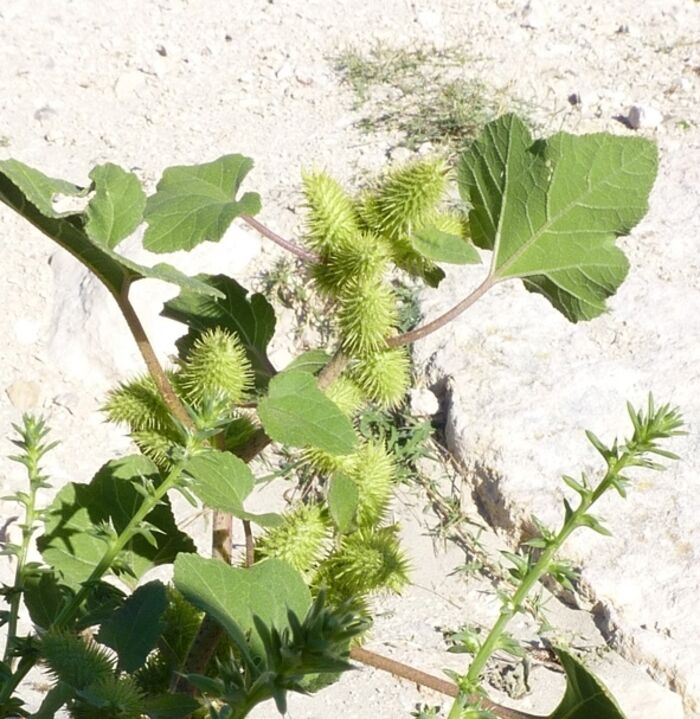 Flore de la Corse