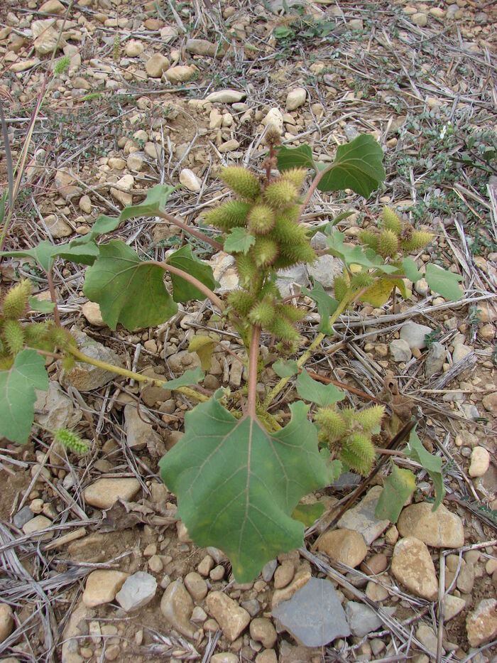 Flore de la Corse