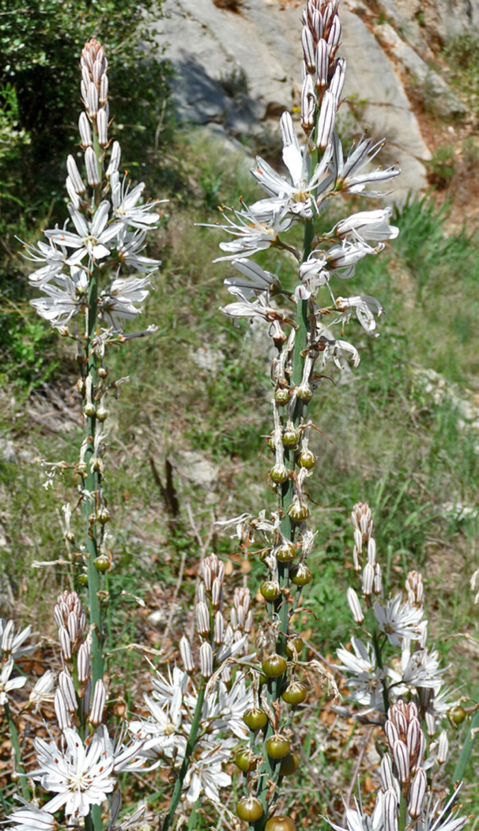 Flore de la Corse