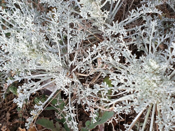 Flore de la Corse