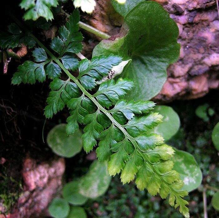 Flore de la Corse