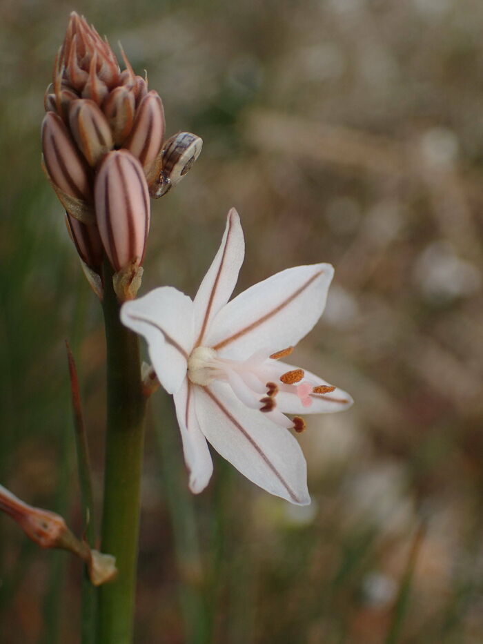 Flore de la Corse