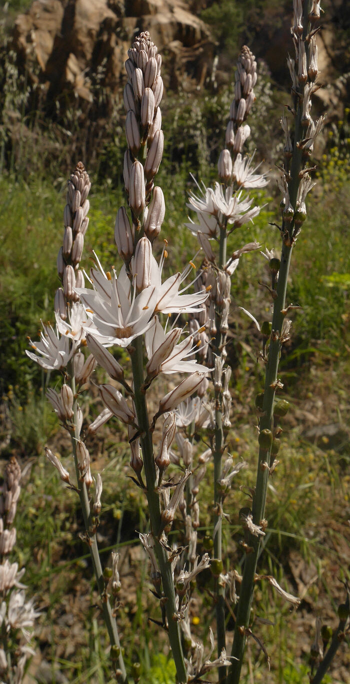 Flore de la Corse