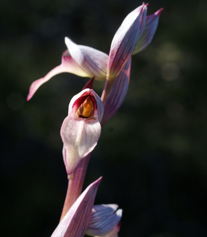 Flore de la Corse