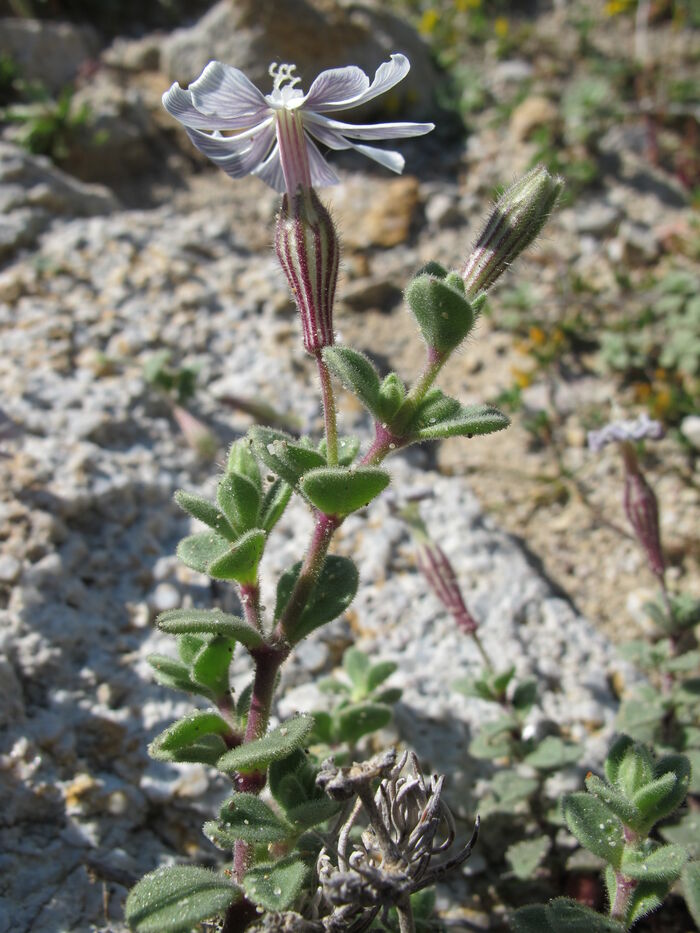 Flore de la Corse