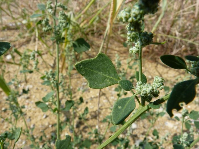 Flore de la Corse