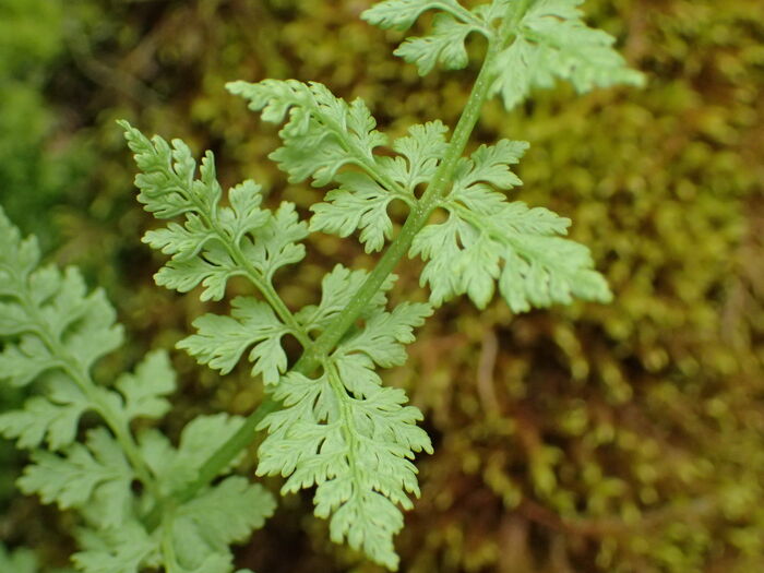 Flore de la Corse