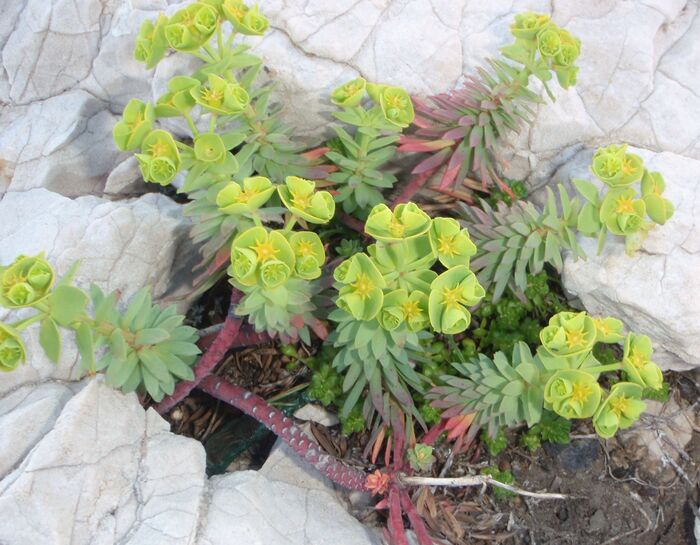 Flore de la Corse